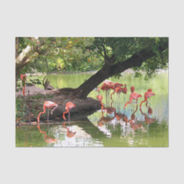 Papel De Seda Foto rosa Flamingo Flock Wildlife