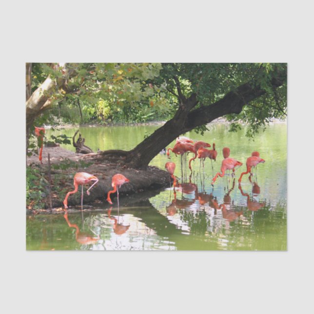 Papel De Seda Foto rosa Flamingo Flock Wildlife (Frente )