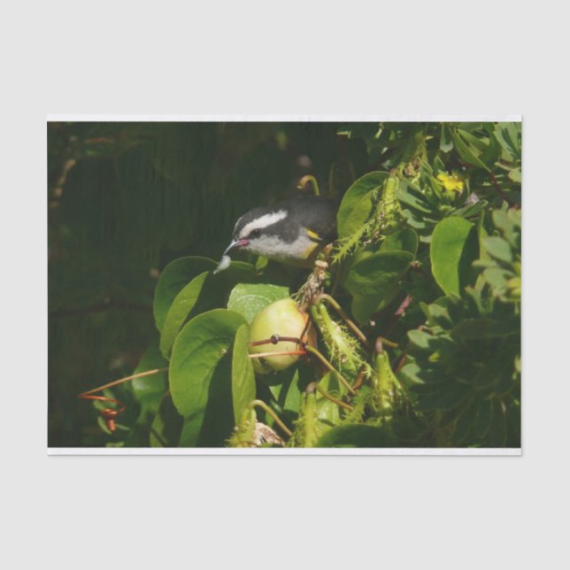 Papel De Seda Fotografia de Pássaro Bananaquit Comendo Tropical (Frente )