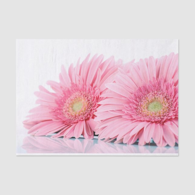 Papel De Seda Fotografia Elegante de Gerbera Daisies Rosa (Frente )