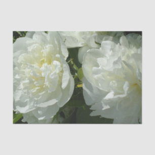 Papel De Seda Fotografia floral branca de pénia branca Elegante