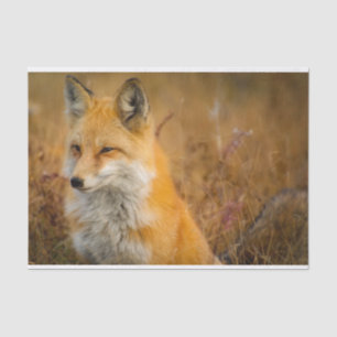 Papel De Seda Fotografia natural de Fox Vermelha Cura