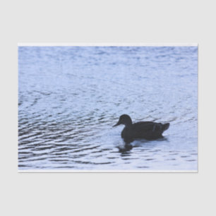 Papel De Seda Fotografia solitária das ondinhas da água do lag