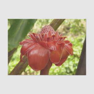 Papel De Seda Fotografia Tropical do Flor Vermelho Torch Ginger