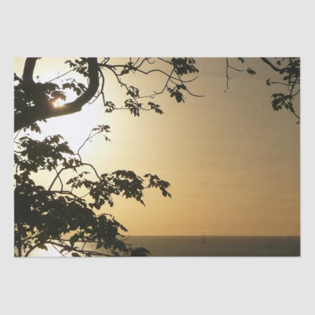 Papel De Seda Fotografia Tropical II através do Sol (Frente )