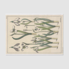 Papel De Seda Galanthus, Botânica Série de Eugene Grasset