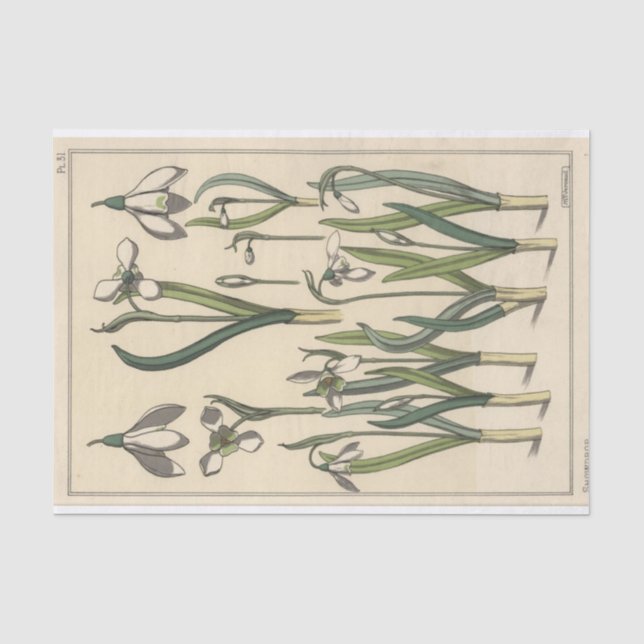 Papel De Seda Galanthus, Botânica Série de Eugene Grasset (Frente )