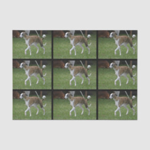 Papel De Seda Galgo bonito