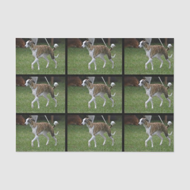 Papel De Seda Galgo bonito (Frente )