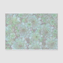 Galinhas E Pintinhos