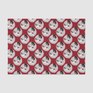 Papel De Seda Gamecock: Hennie