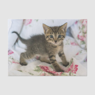 Papel De Seda Gatinho Gatinho Gelado, Surpreso