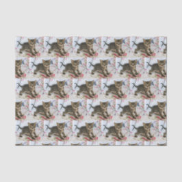 Papel De Seda Gatinho Gelado Que Parece Surpreso Padrado