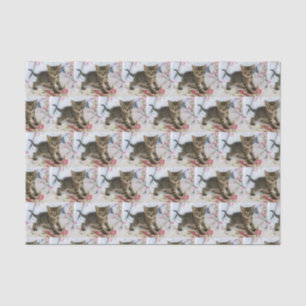 Papel De Seda Gatinho Gelado Que Parece Surpreso Padrado