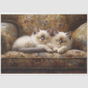 Papel De Seda Gatinhos Siameses A Guardar A Descopa Do Sotão Vin