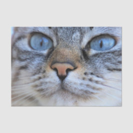 Papel De Seda Gato de cinza