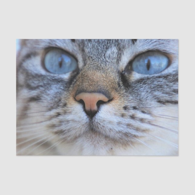 Papel De Seda Gato de cinza (Frente )