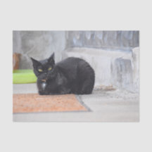 Gato Preto Fofo Antigo Pintura Digital Arte