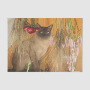 Papel De Seda Gato Siamês Possuindo Flores De Disco