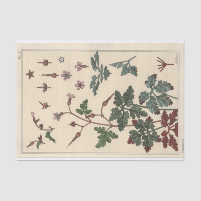Papel De Seda Geranium, Eugene Grasset, série Botany (Frente )