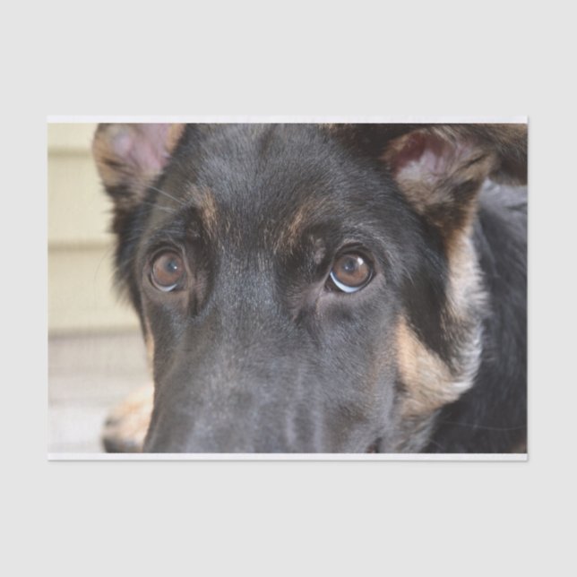 Papel De Seda german shepherd por Shirley Taylor (Frente )