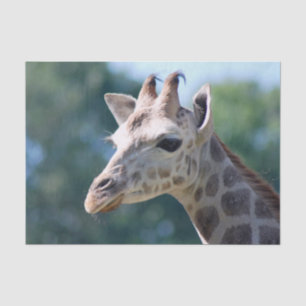 Papel De Seda Girafa