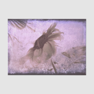 Papel De Seda Girassol Púrpura Sépia Vintage Antigo Grunge
