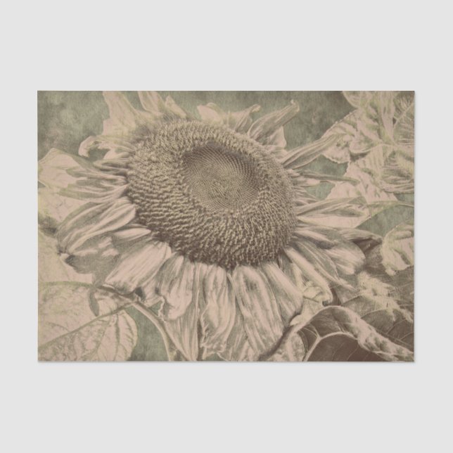 Papel De Seda Girassol Tom Sepia Marrom Textura Decoupage Arte (Frente )