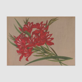 Papel De Seda Gladiolus Cardinalis por Arentina Hendrica Arendse