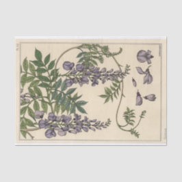 Papel De Seda Glicina, Série de Botânica Eugene Grasset