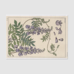 Papel De Seda Glicina, Série de Botânica Eugene Grasset