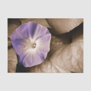 Papel De Seda Glória da Manhã Floral Vintage Roxo Sépia Flor