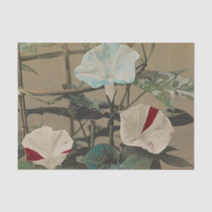 Papel De Seda Glória da Manhã por Ogawa Kazumasa