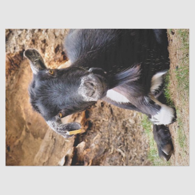 PAPEL DE SEDA GORDURA (Frente )