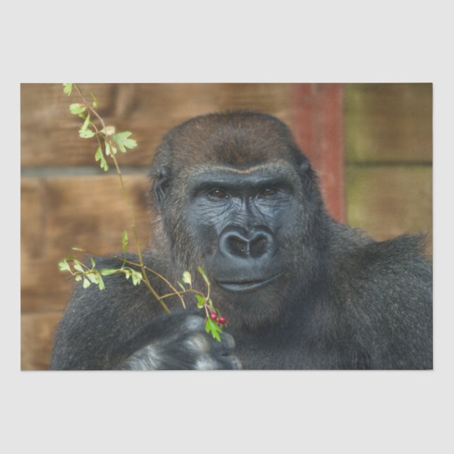 Papel De Seda Gorilla E Suas Berries (Frente )