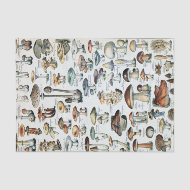 Papel De Seda Gráfico de Cogumelos Comestíveis Vintage (Frente )