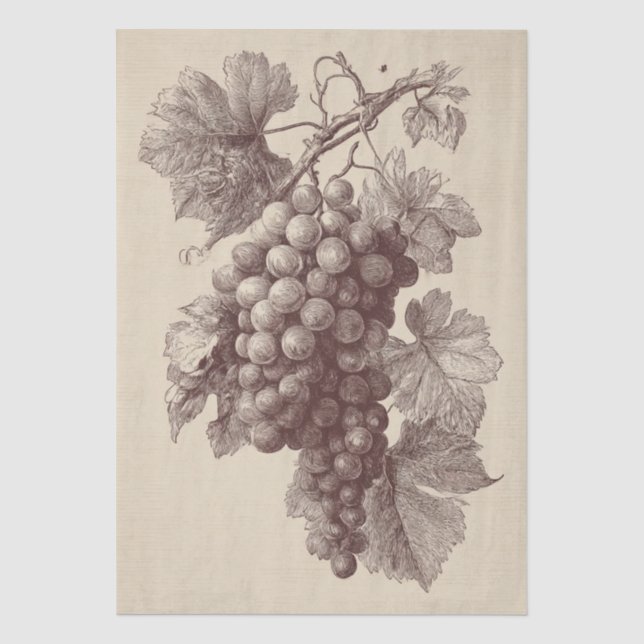 Papel De Seda Gravura Antiga de Uvas de Vinha (Frente )