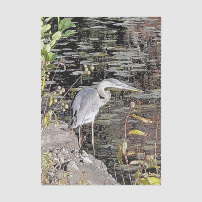 Papel De Seda Great Blue Heron Stretched Canvas Print (Frente )