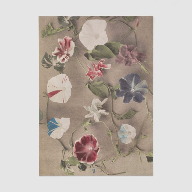 Papel De Seda Group of Morning Glories by Ogawa Kazumasa (Frente )