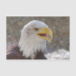 Papel De Seda Haliaeetus leucocephalus