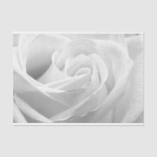 Papel De Seda HAMbyWG - Preto e Branco, Rosa Branca (Frente )
