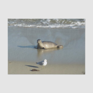 Papel De Seda Harbor Seal em La Jolla California