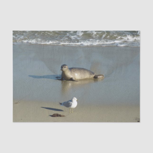Papel De Seda Harbor Seal em La Jolla California (Frente )