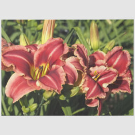Papel De Seda Hemerocallis