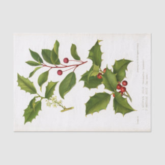Papel De Seda Holly Botanical Illustration Christmas