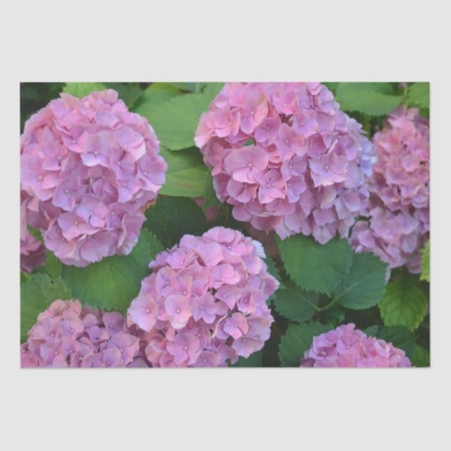 Papel De Seda Hortensia hydrangea bush rosa (Frente )