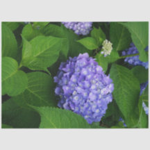 Hortênsia Lavanda