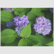 Hortênsia Lavanda