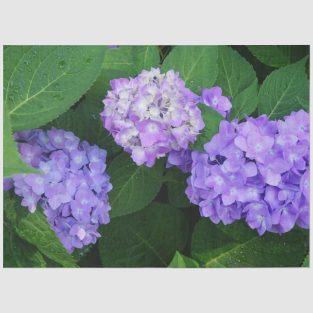 Papel De Seda Hortênsia Lavanda (Frente )