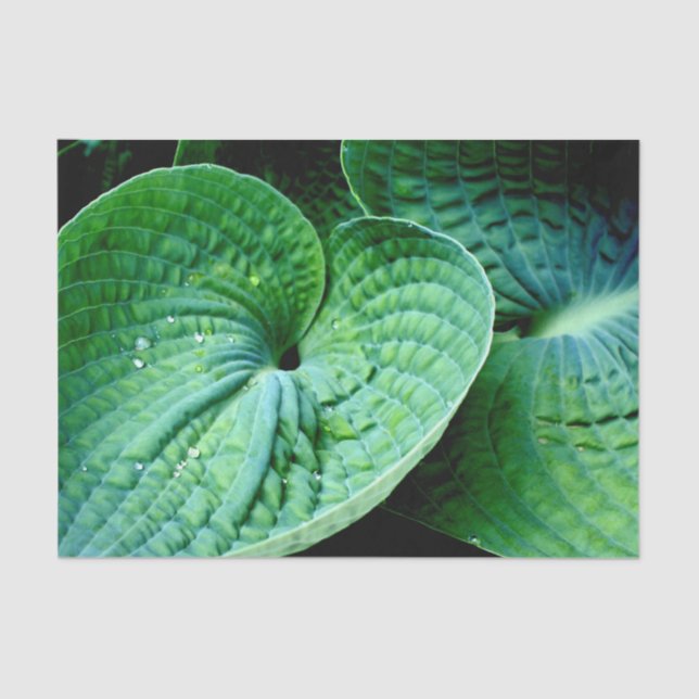 Papel De Seda Hosta Heart (Frente )
